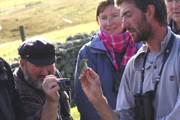 Arctic Warbler