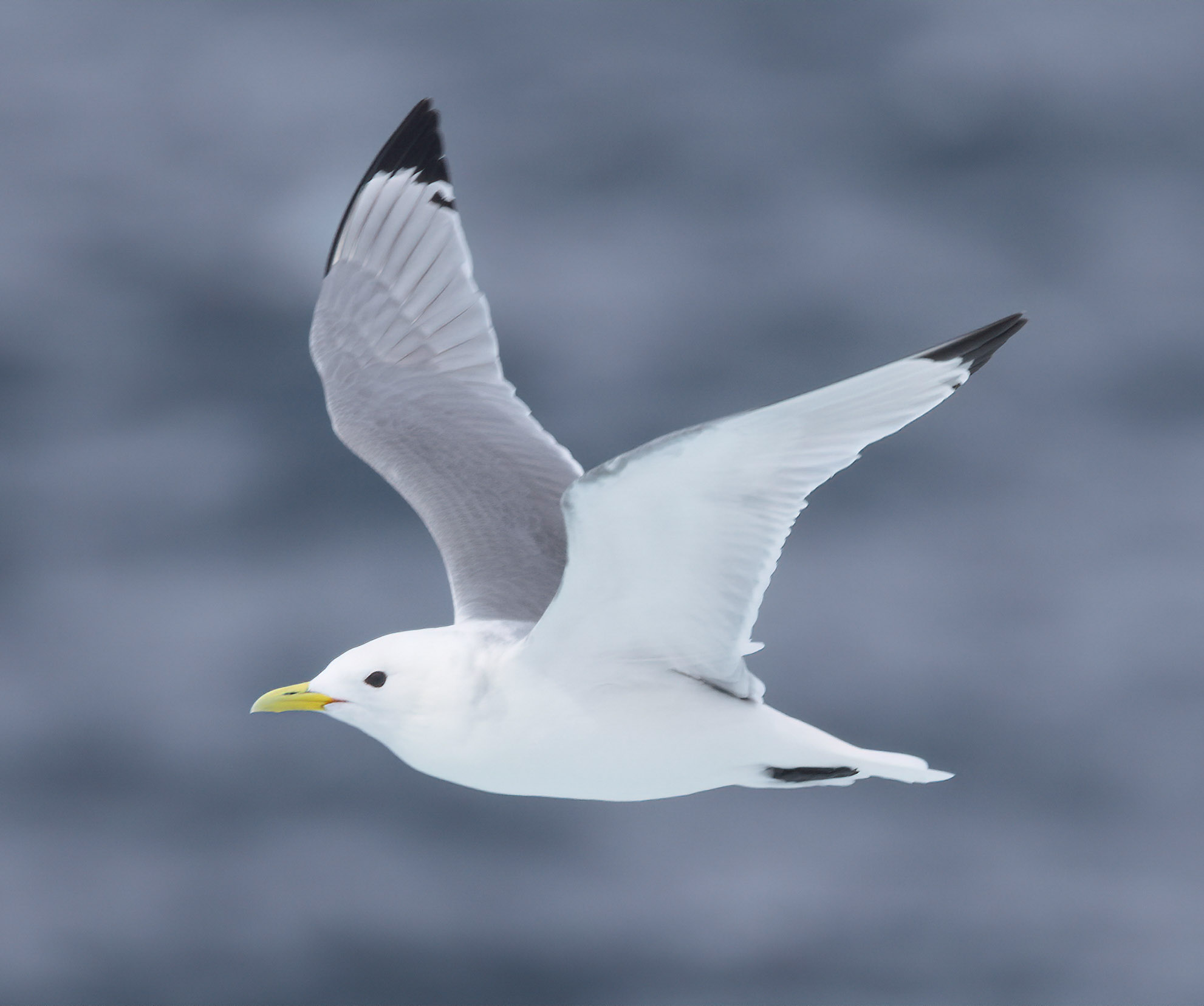 Kittiwake