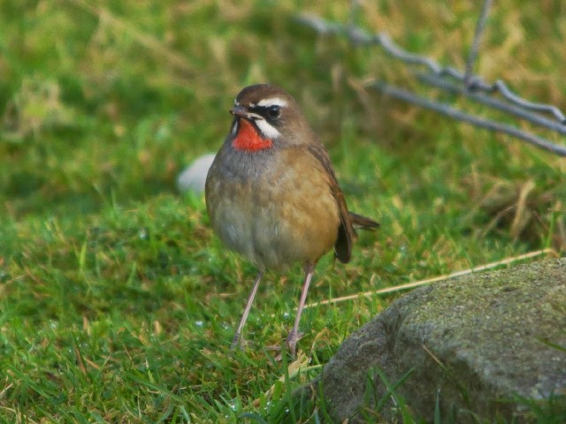 rubythroat