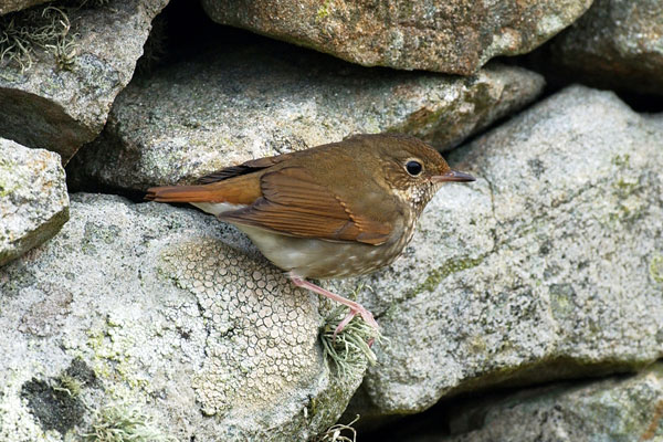 Rufous-tailed Robin