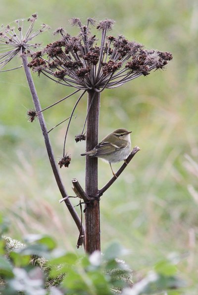 Yellow-browed Warbler